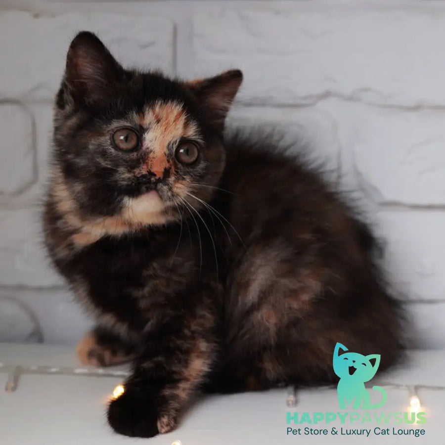 Afina British Shorthair female black tortie - live animals