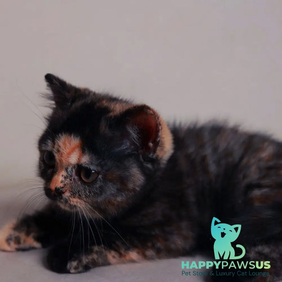 Afina British Shorthair female black tortie - live animals