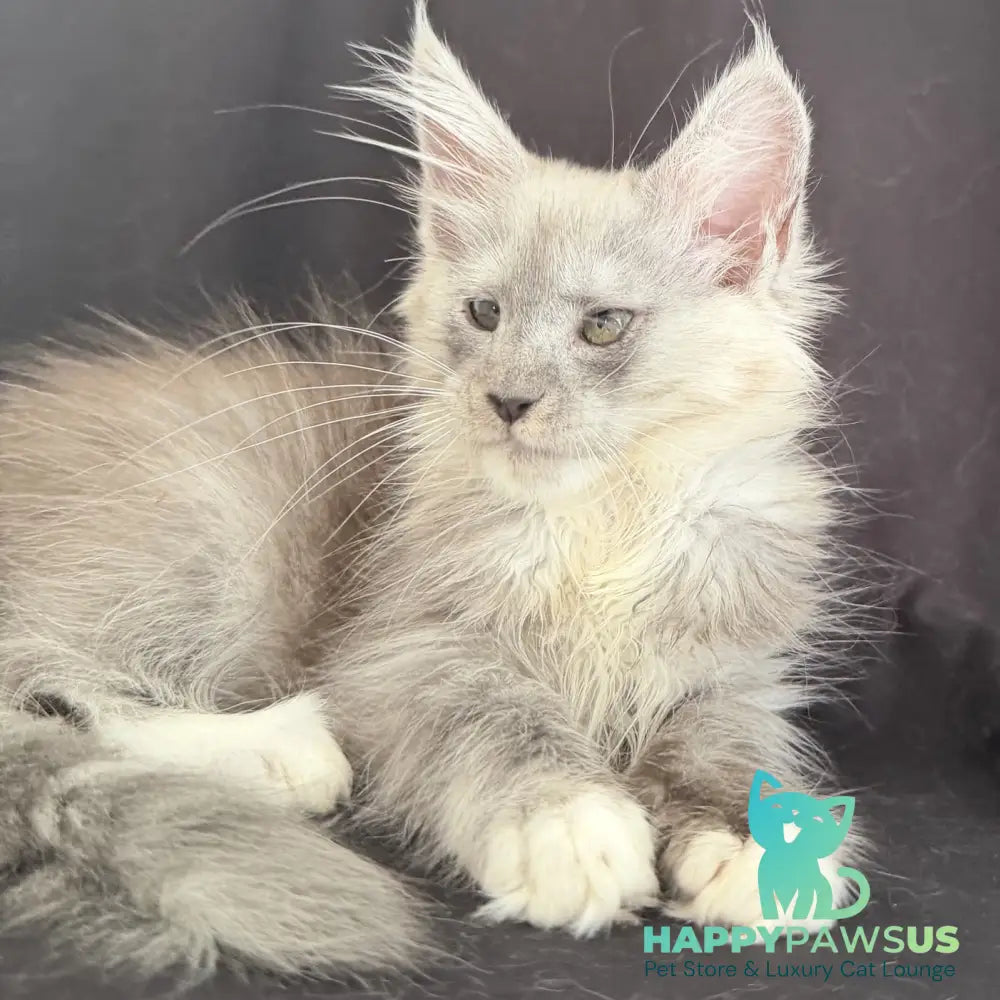 Afina Maine Coon female black silver mitted - live animals