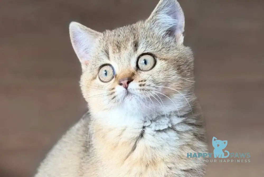 Aflek British Shorthair male black golden shaded live animals