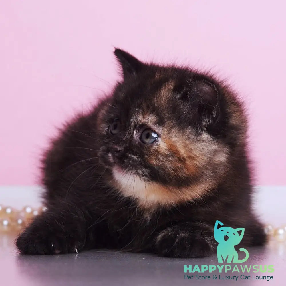 Africa British Shorthair female black tortie - live animals