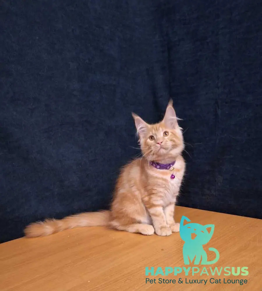 Afridita Maine Coon male red tabby - live animals