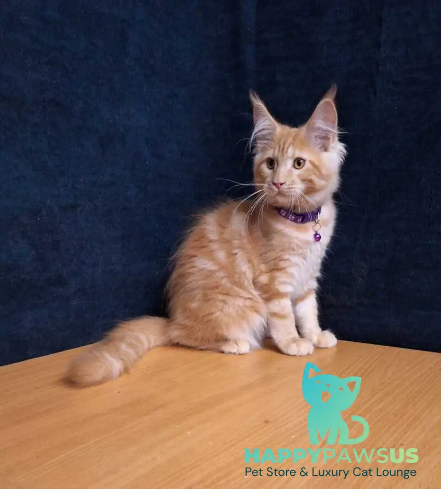 Afridita Maine Coon male red tabby - live animals