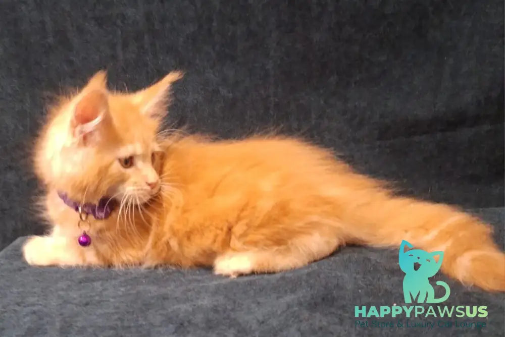 Afridita Maine Coon male red tabby - live animals