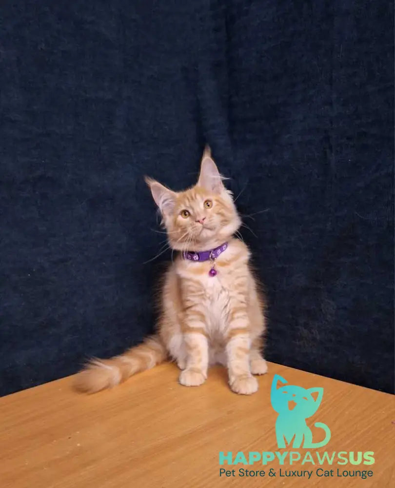 Afridita Maine Coon male red tabby - live animals