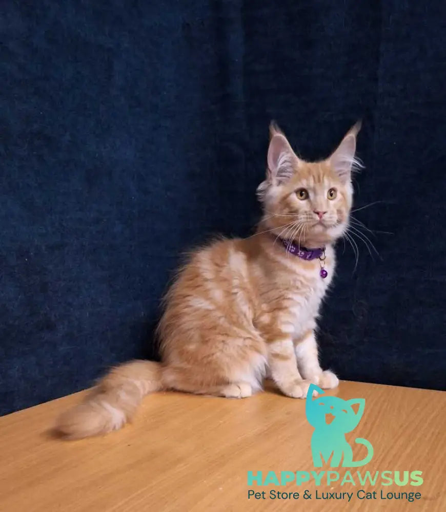 Afridita Maine Coon male red tabby - live animals