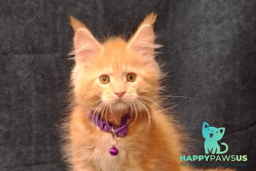 Afridita Maine Coon male red tabby - live animals