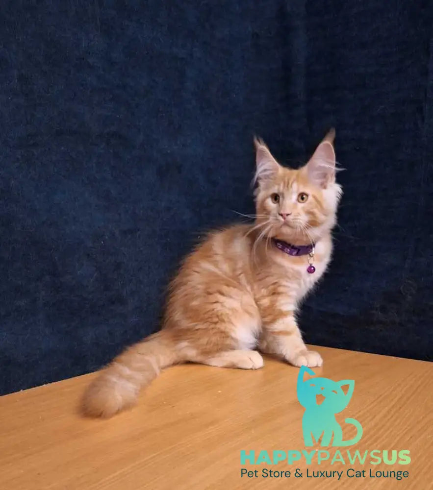 Afridita Maine Coon male red tabby - live animals