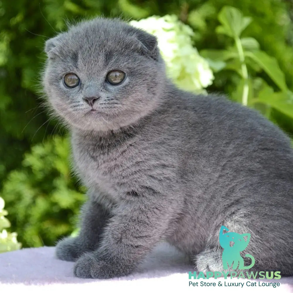 Afrodita Scottish Fold female blue - live animals