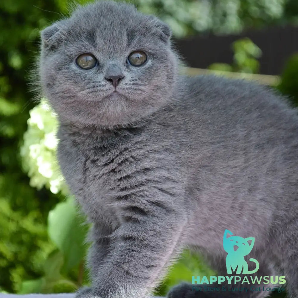 Afrodita Scottish Fold female blue - live animals