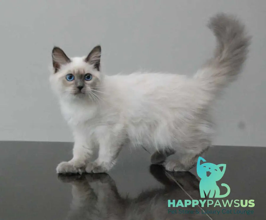 Agasha Siberian female blue pointed - live animals