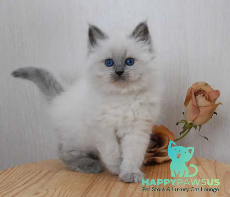 Agasha Siberian female blue pointed - live animals