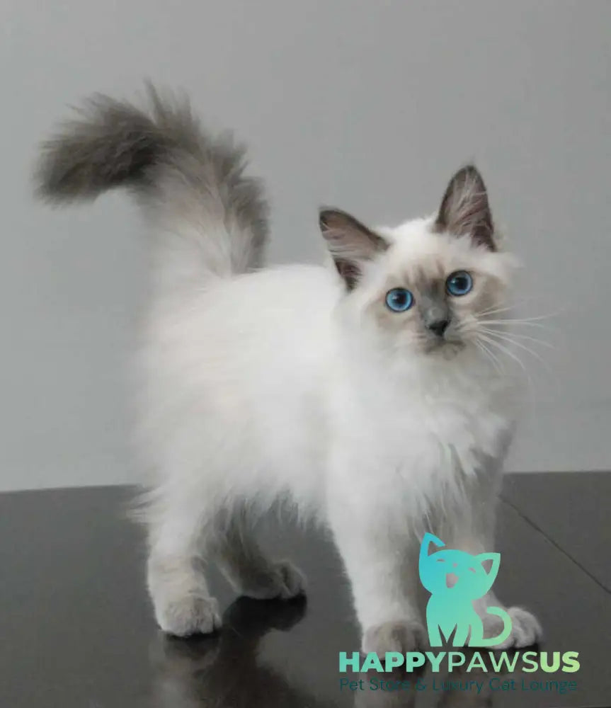 Agasha Siberian female blue pointed - live animals