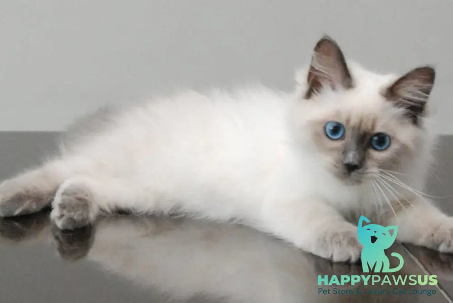 Agasha Siberian female blue pointed - live animals