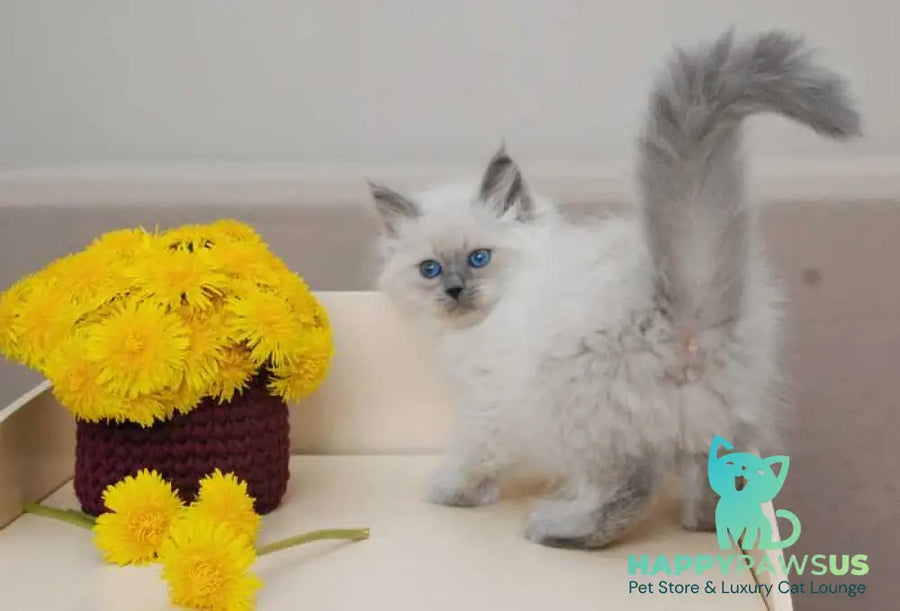 Agasha Siberian female blue pointed - live animals