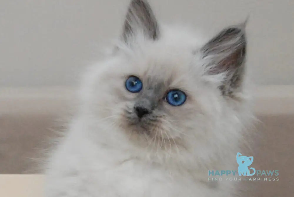 Agasha Siberian female blue pointed - live animals
