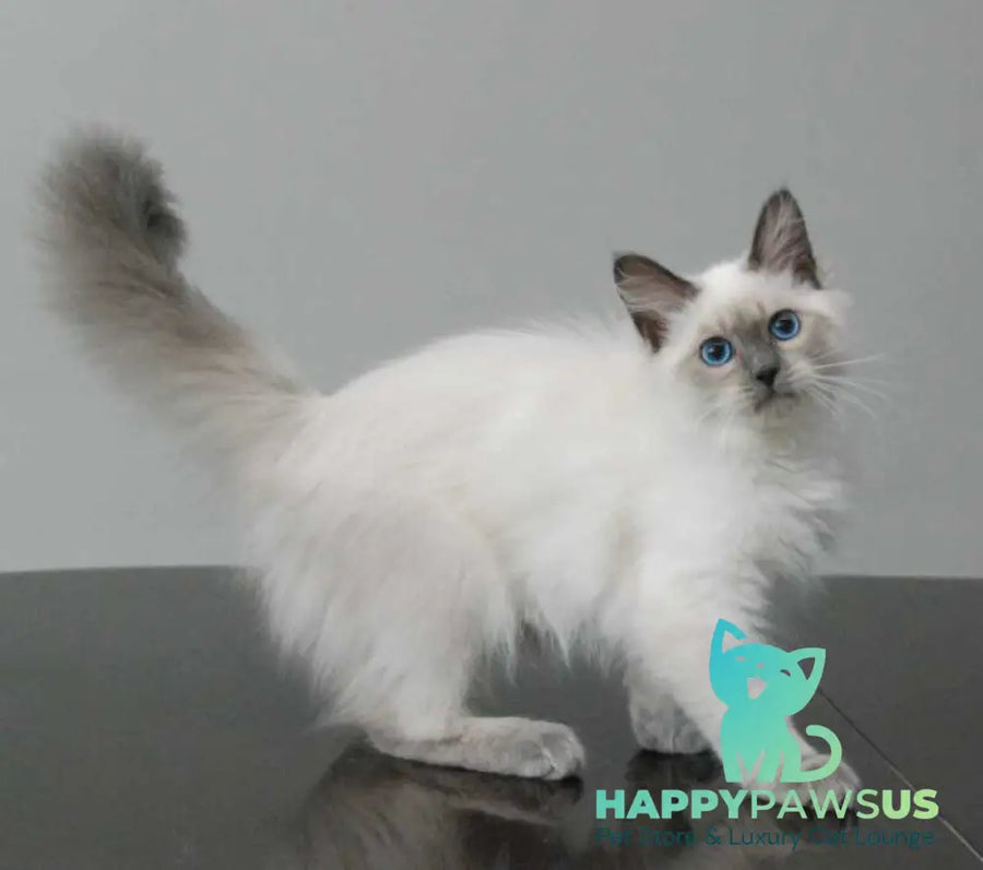 Agasha Siberian female blue pointed - live animals