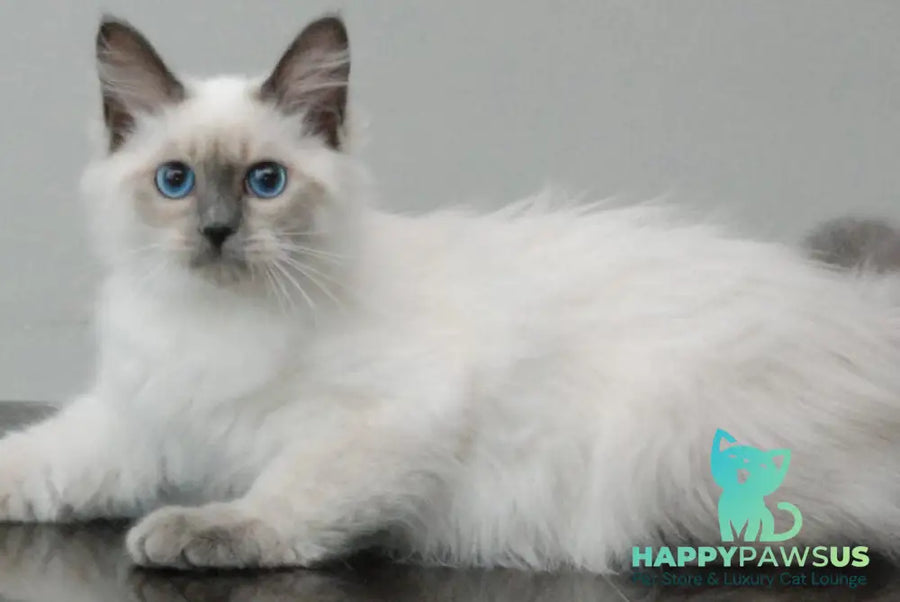 Agasha Siberian female blue pointed - live animals
