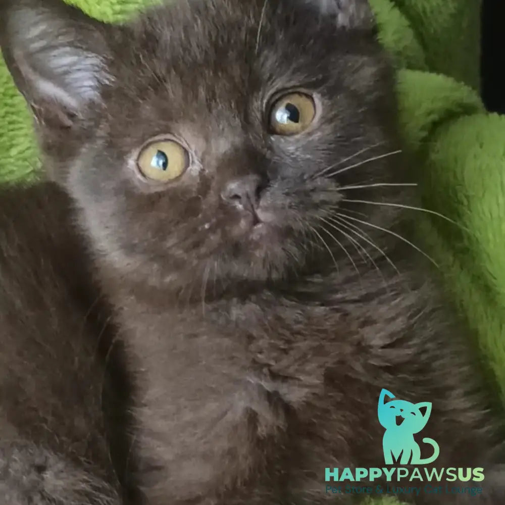 Agat British Shorthair male chocolate - live animals