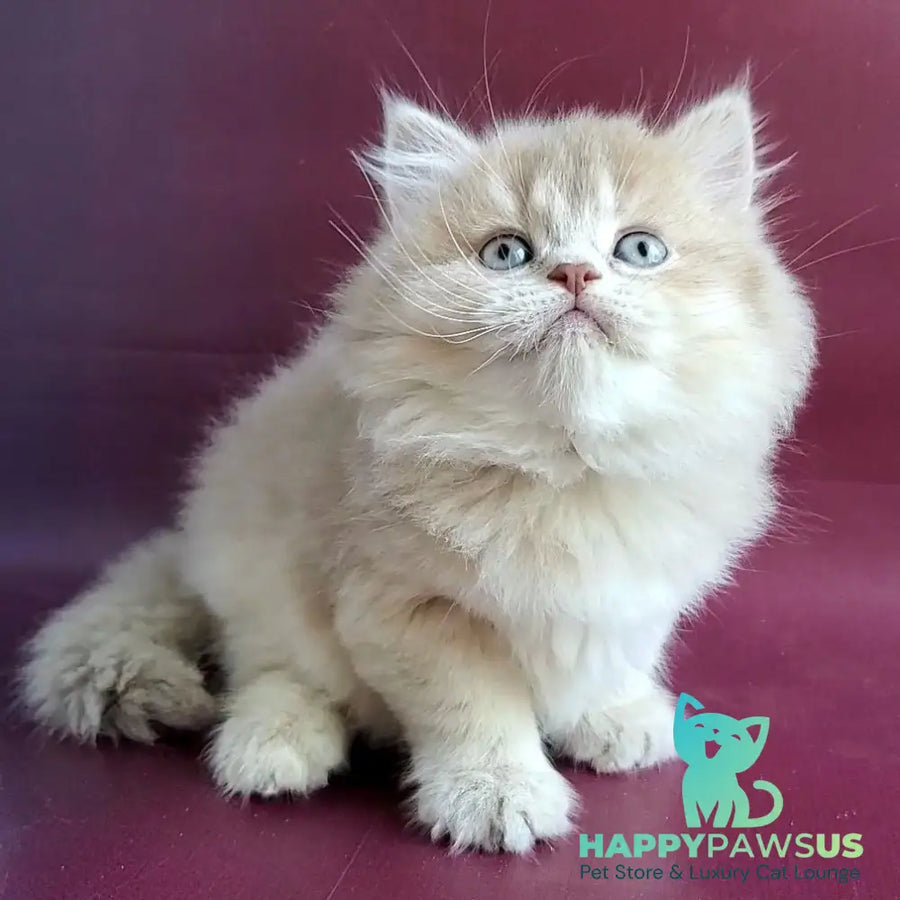 Agata British Longhair female lilac golden shaded - live animals