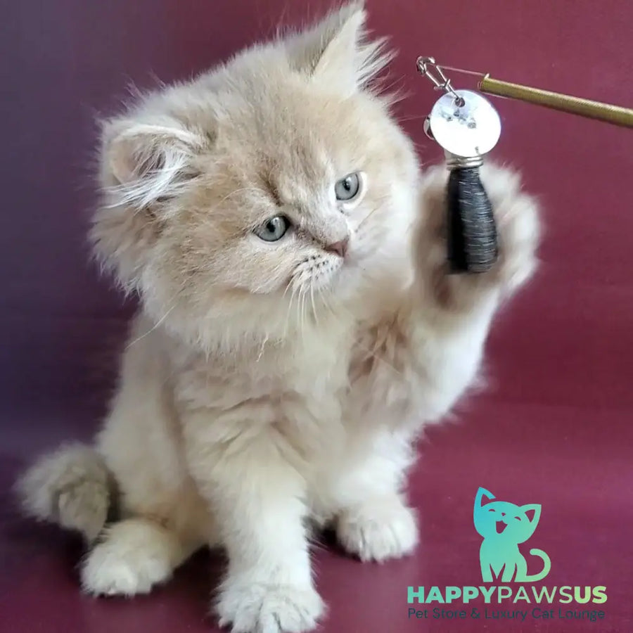 Agata British Longhair female lilac golden shaded - live animals