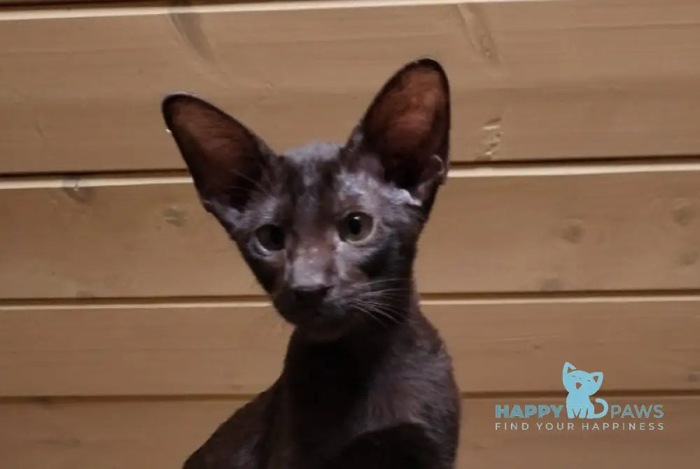 Agata Oriental Shorthair female chocolate live animals