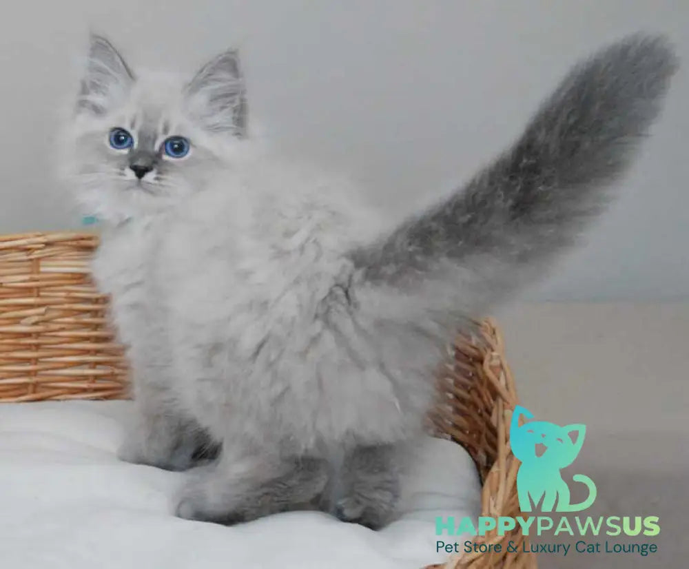 Agata Siberian female blue tabby pointed - live animals