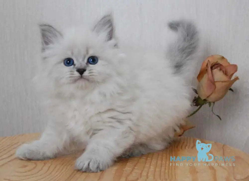 Agata Siberian female blue tabby pointed - live animals