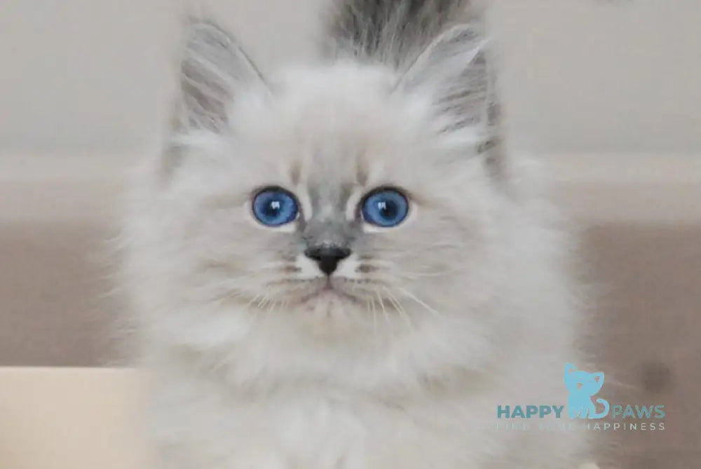 Agata Siberian female blue tabby pointed - live animals