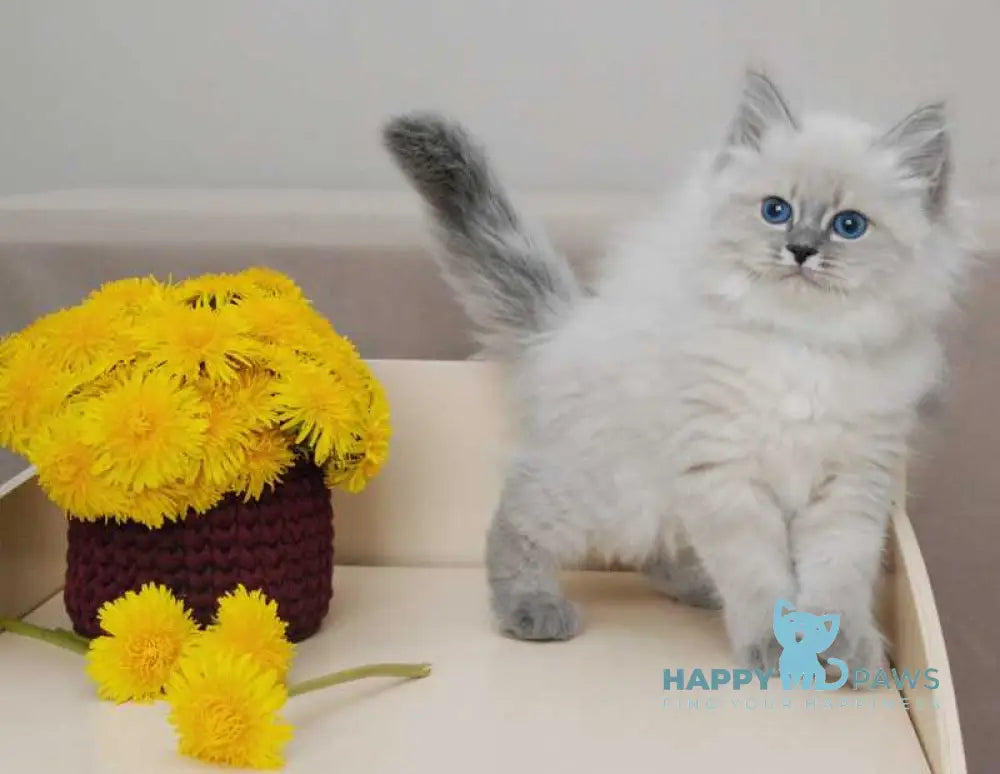 Agata Siberian female blue tabby pointed - live animals