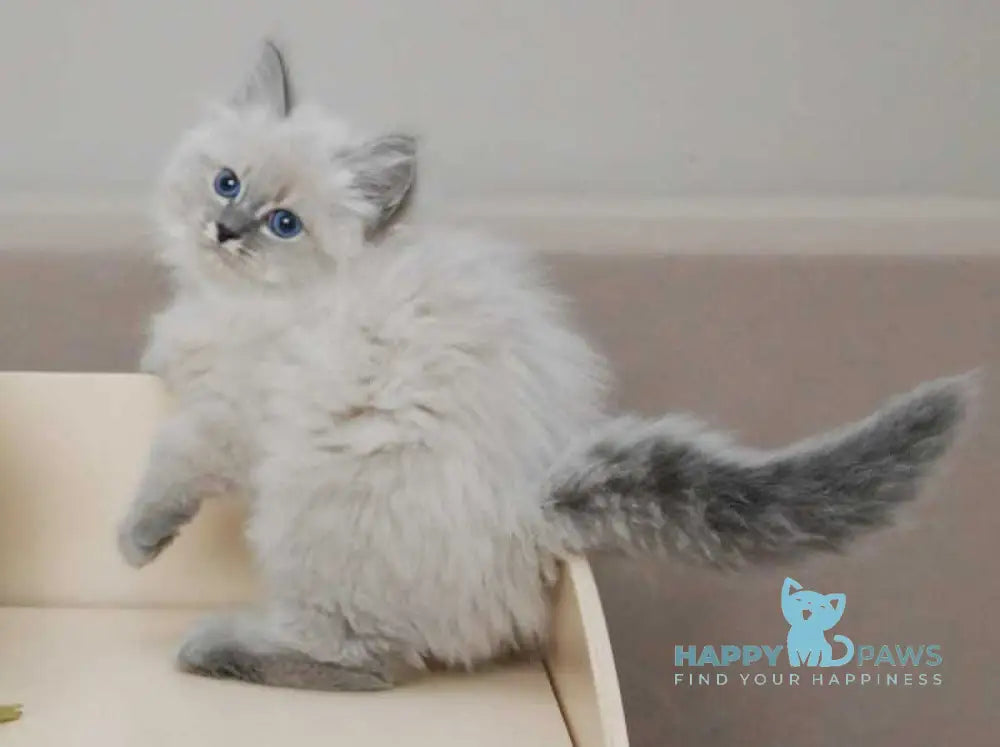 Agata Siberian female blue tabby pointed - live animals