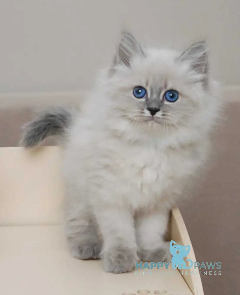 Agata Siberian female blue tabby pointed - live animals
