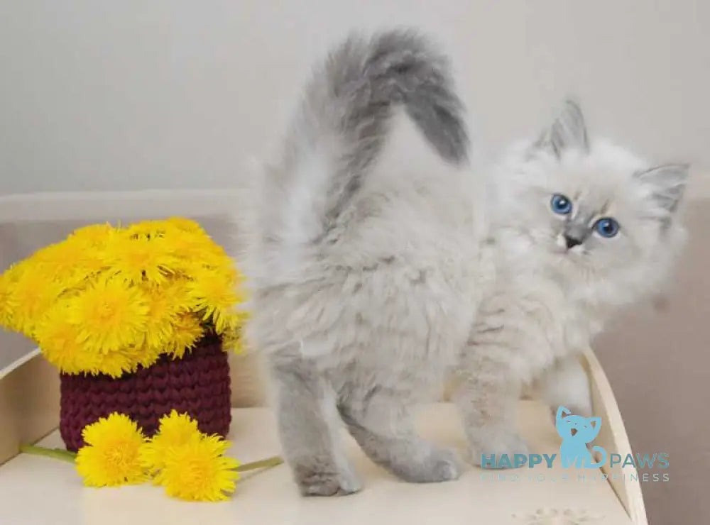Agata Siberian female blue tabby pointed - live animals