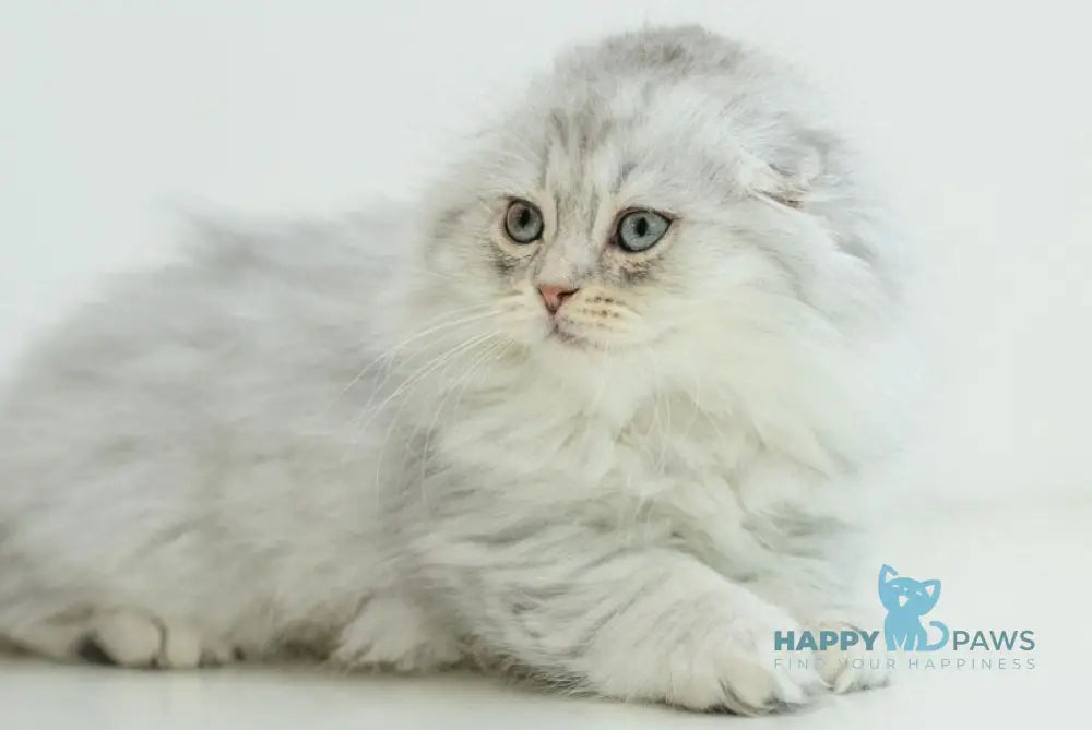 Agate Scottish Fold male blue silver shaded live animals