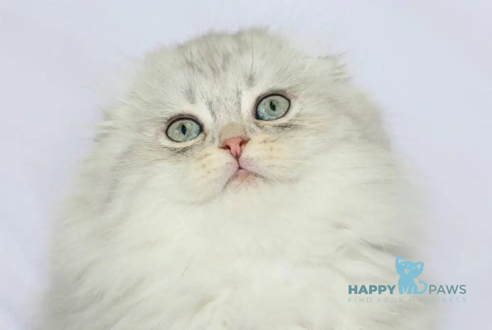 Agate Scottish Fold male blue silver shaded live animals