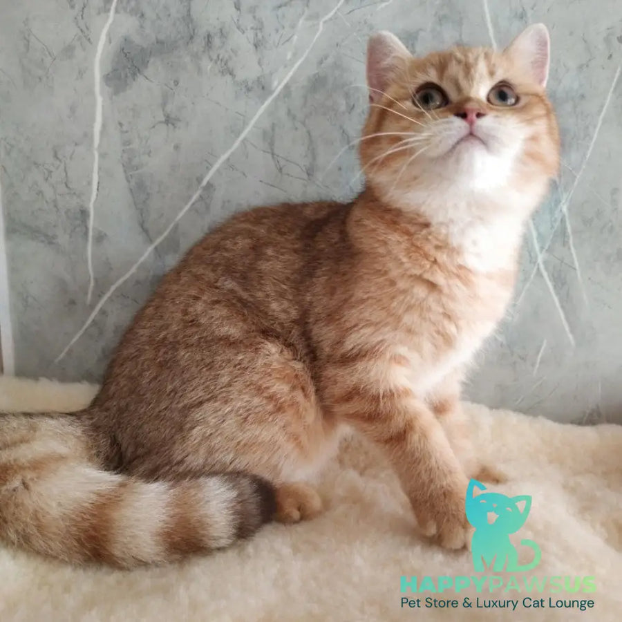 Agatha British Shorthair female chocolate golden spotted tabby - live animals