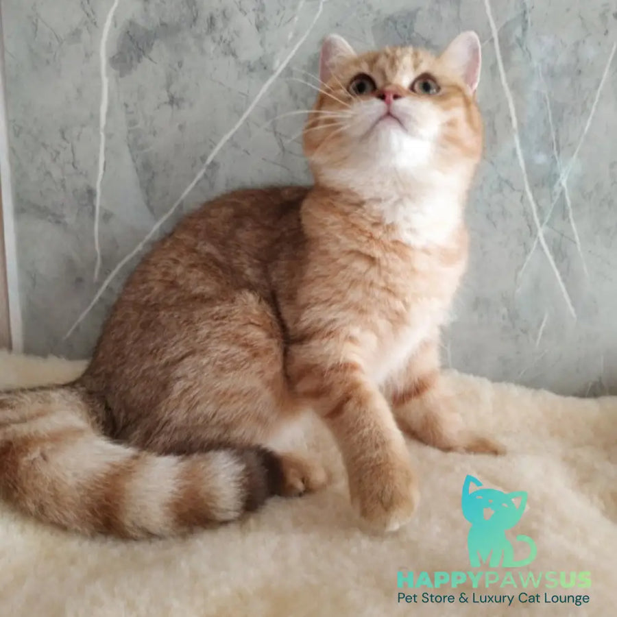 Agatha British Shorthair female chocolate golden spotted tabby - live animals