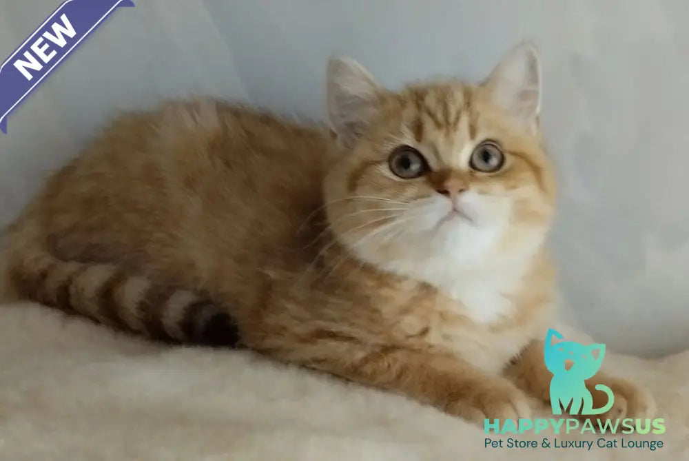 Agatha British Shorthair female chocolate golden spotted tabby - live animals