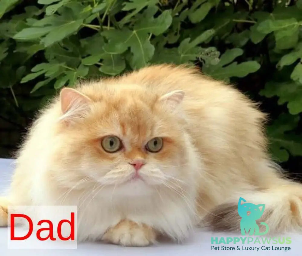 Agatha British Shorthair female chocolate golden spotted tabby - live animals