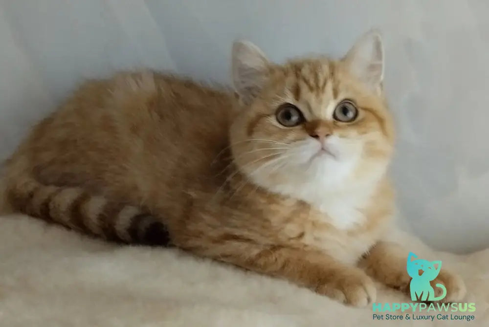 Agatha British Shorthair female chocolate golden spotted tabby - live animals