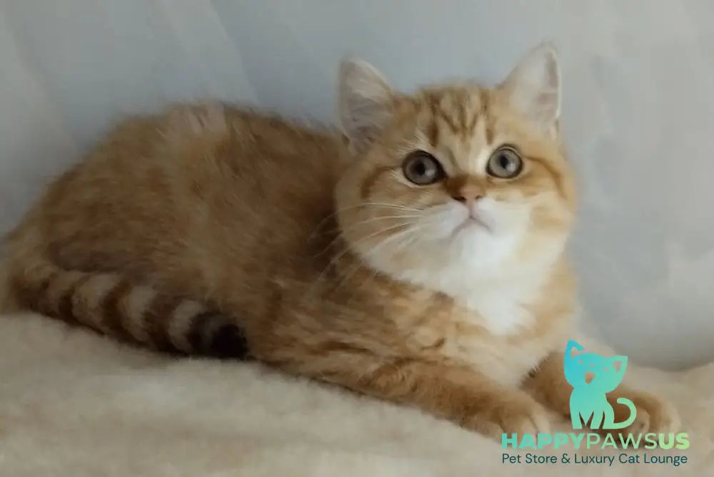 Agatha British Shorthair female chocolate golden spotted tabby - live animals