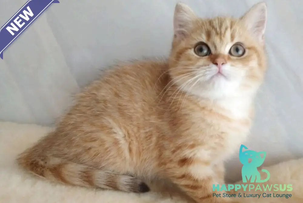 Agatha British Shorthair female chocolate golden spotted tabby - live animals