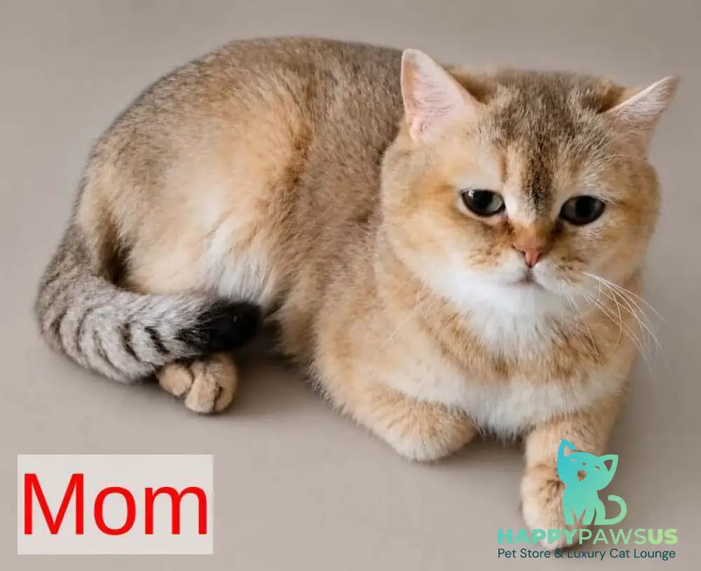 Agatha British Shorthair female chocolate golden spotted tabby - live animals