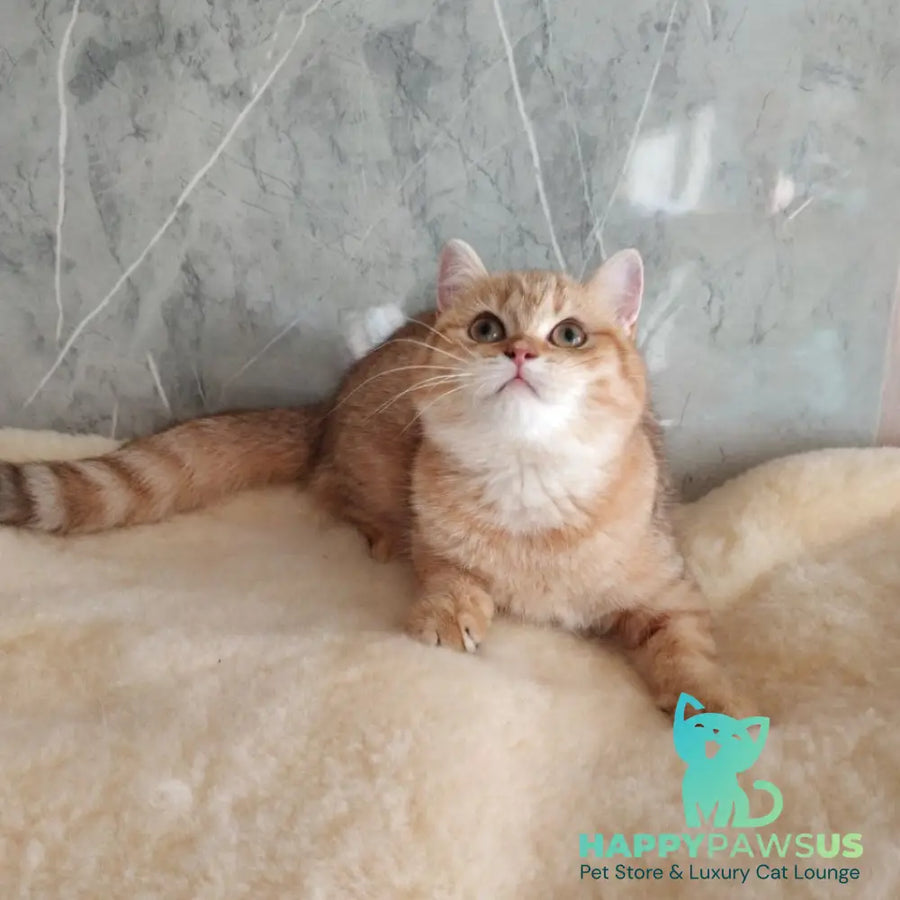 Agatha British Shorthair female chocolate golden spotted tabby - live animals
