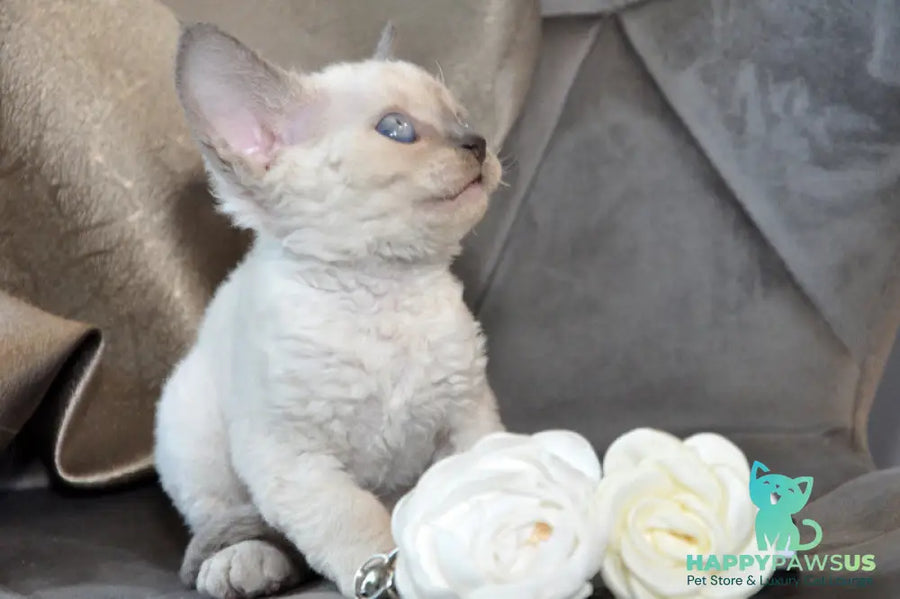 Agatha Devon Rex female blue pointed - live animals