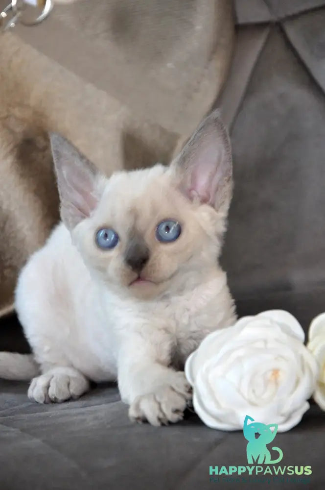 Agatha Devon Rex female blue pointed - live animals