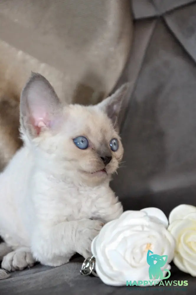 Agatha Devon Rex female blue pointed - live animals