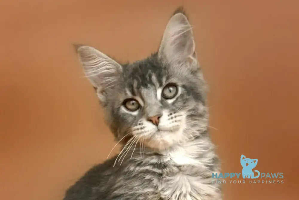 Agatha Maine Coon female blue silver ticked tabby live animals