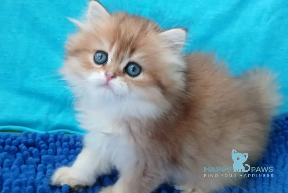 Agnes British Longhair female black golden ticked tabby live animals