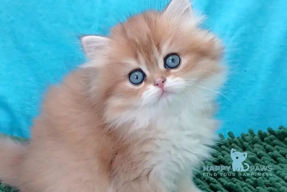 Agnes British Longhair female black golden ticked tabby live animals